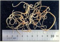 Toxocara cati (the cat roundworm)