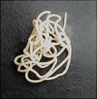 Roundworm